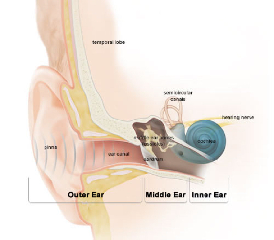 Cómo funciona la audición